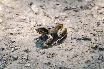Un crapaud.