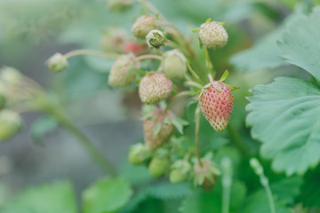 Organic gardening,  strawberries plants in the garden