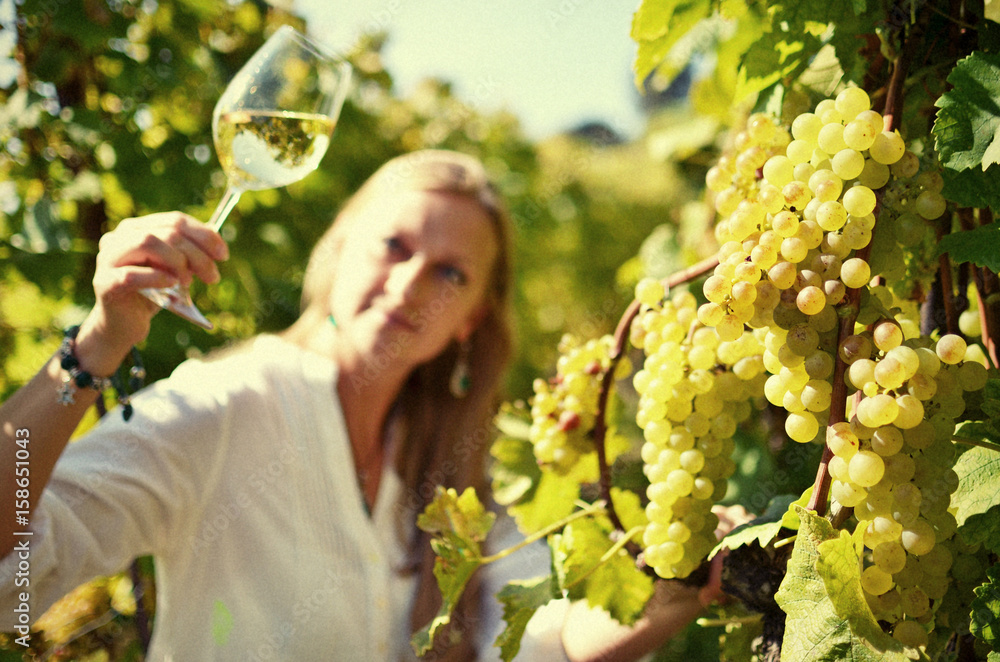 Wall mural Ripe grapes. Lavaux, Switzerland