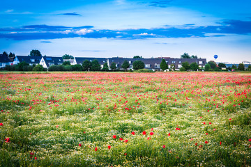 Mohnblumenwiese mit Einfamilienhäusern im Hintergrund - The Poppy Field