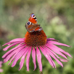 Butterfly on a flower, close-up