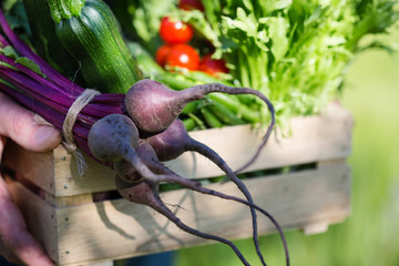 Assortment of fresh organic vegetables in wooden box