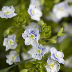 Fototapeta na wymiar the Blue ivy leaved speedwell Veronica hederifolia ssp hederifolia flowering plant