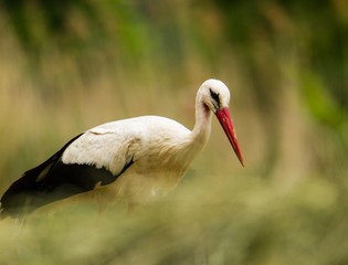 Weißstorch steht auf einer Wiese