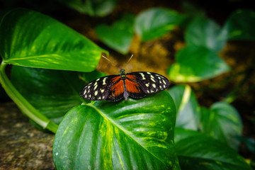 butterfly 006