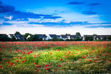 Fototapeta premium Mohnblumenwiese mit Einfamilienhäusern im Hintergrund - The Poppy Field