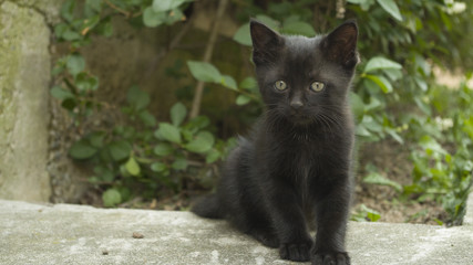 Naklejka na ściany i meble Black kitty cute