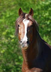 Portrait of a chestnut draught stallion on natural background