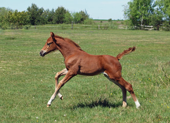 A little foal gallops along on a green meadow