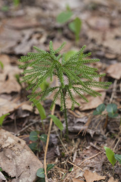 Ground pine (lycopodium) isonaled on a blurry pine forest ground.