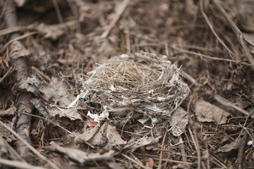 Empty bird nest on the ground in a pine forest.