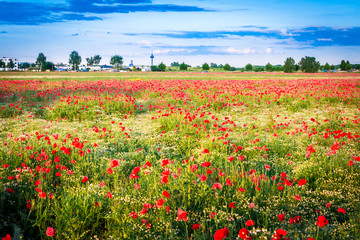 Mohnblumenwiese mit Dorf und Stadt im Hintergrund - The Poppy Field
