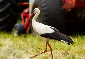 Weißstorch läuft über die Wiese