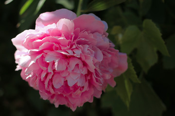 Pink peony flower in garden