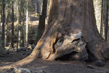 Majestic Sequoia tree 
