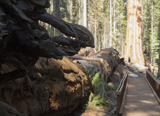 Fallen Sequoia tree
