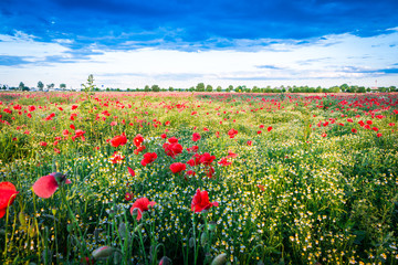 Mohnblumenwiese mit Dorf und Stadt im Hintergrund - The Poppy Field