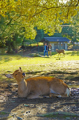 cute bossy-looking deer under tree shades shaking its head