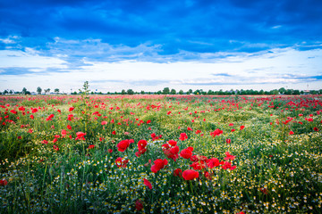 Mohnblumenwiese mit Dorf und Stadt im Hintergrund - The Poppy Field