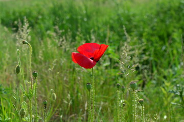 A lone poppy in a green field