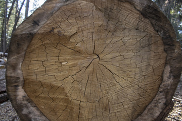 Sequoia cut trunk