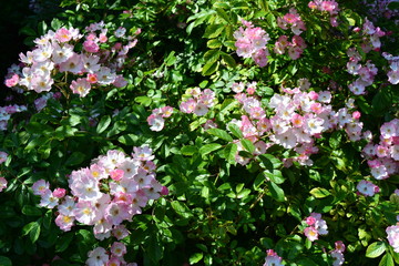 Wild roses in a bush
