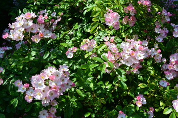 Wild roses in a bush
