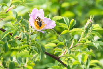 Nahaufnahme einer Rose im Garten mit einer Biene auf der Blüte