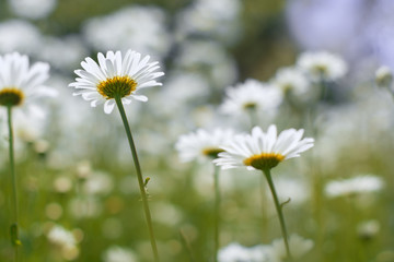 Delicate daisies in direct sunlight on a meadow. Beautiful daisies in the outdoors.Selective focus