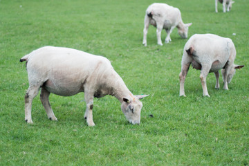 Obraz premium Sheep grazing together