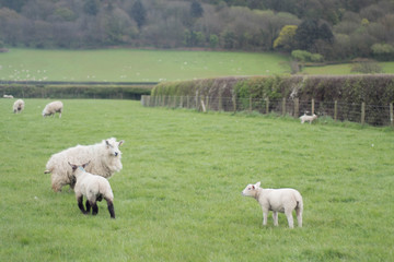 Obraz premium Sheep grazing in a field