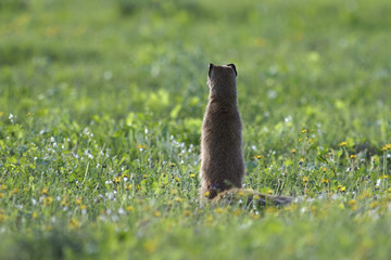 Meerkat, Addo Elephant National Park