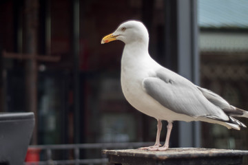 Seagull stood in a Station