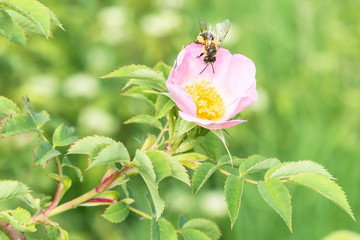 Nahaufnahme einer Rose im Garten mit einer Biene auf der Blüte