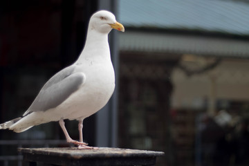Seagull stood in a Station