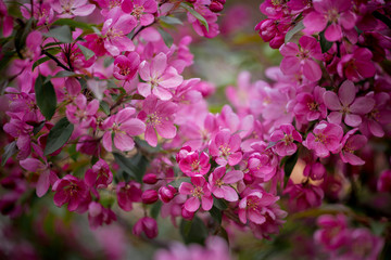 Purple blossom Hall crabapple (Malus halliana) background 