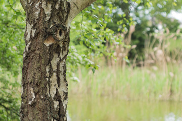 Large Tree Trunk in Park