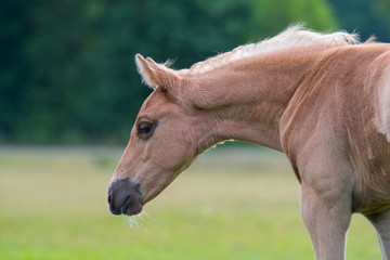 Fototapeta premium Quarter Horse Fohlen