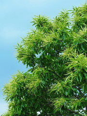 Chestnut tree with flowers.