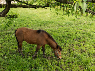 Horse grazing