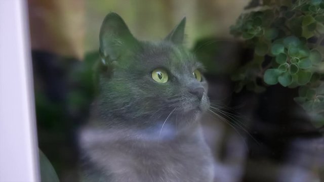 camera moves through the window at the Russian blue cat