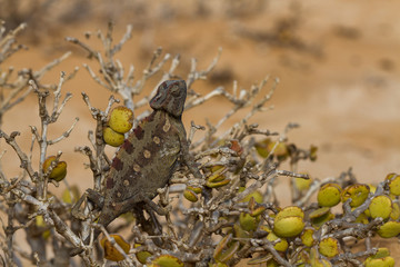 Macro of a desert Chameleon