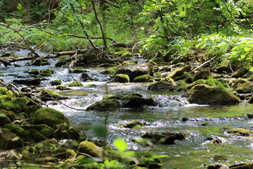 Brook in forest