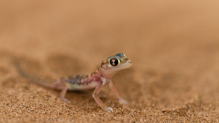 Close up a desert gecko