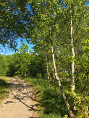 Fototapeta premium spring birches