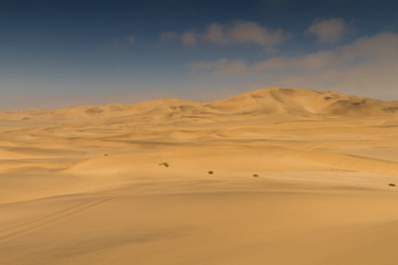 Fototapeta na wymiar On top of a yellow sand dune