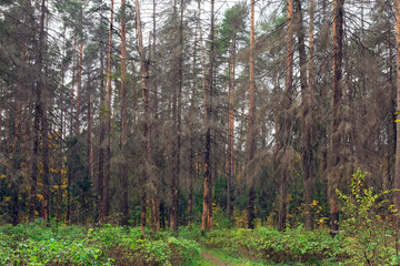 Dry trees infected by eight-toothed bark beetle (Ips typographus) in the forest neart city Balashikha in Moscow region, Russia.