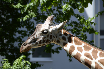 Giraffe