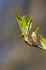 Fresh Spring Leaves