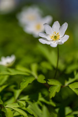 Spring White Wildflower